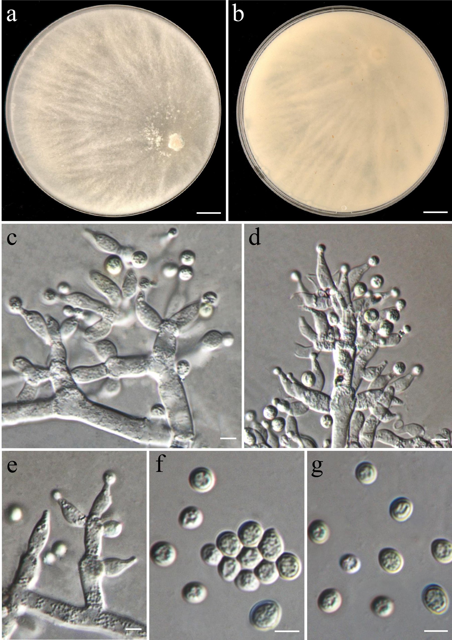Figure 69